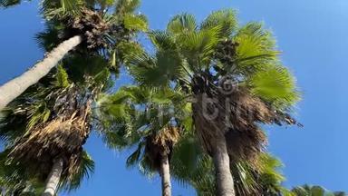 从下面看棕榈树。 在风中移动的棕榈树叶。 4K. 土耳其。 安塔利亚。